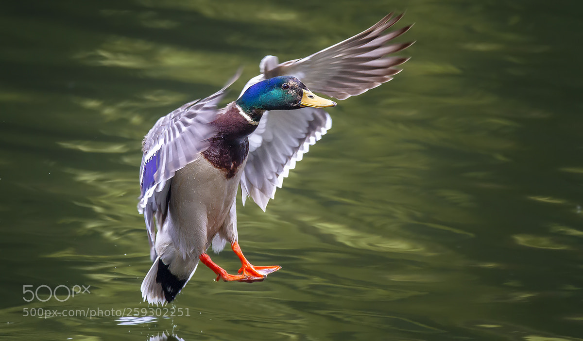 Canon EOS 7D sample photo. Landing photography