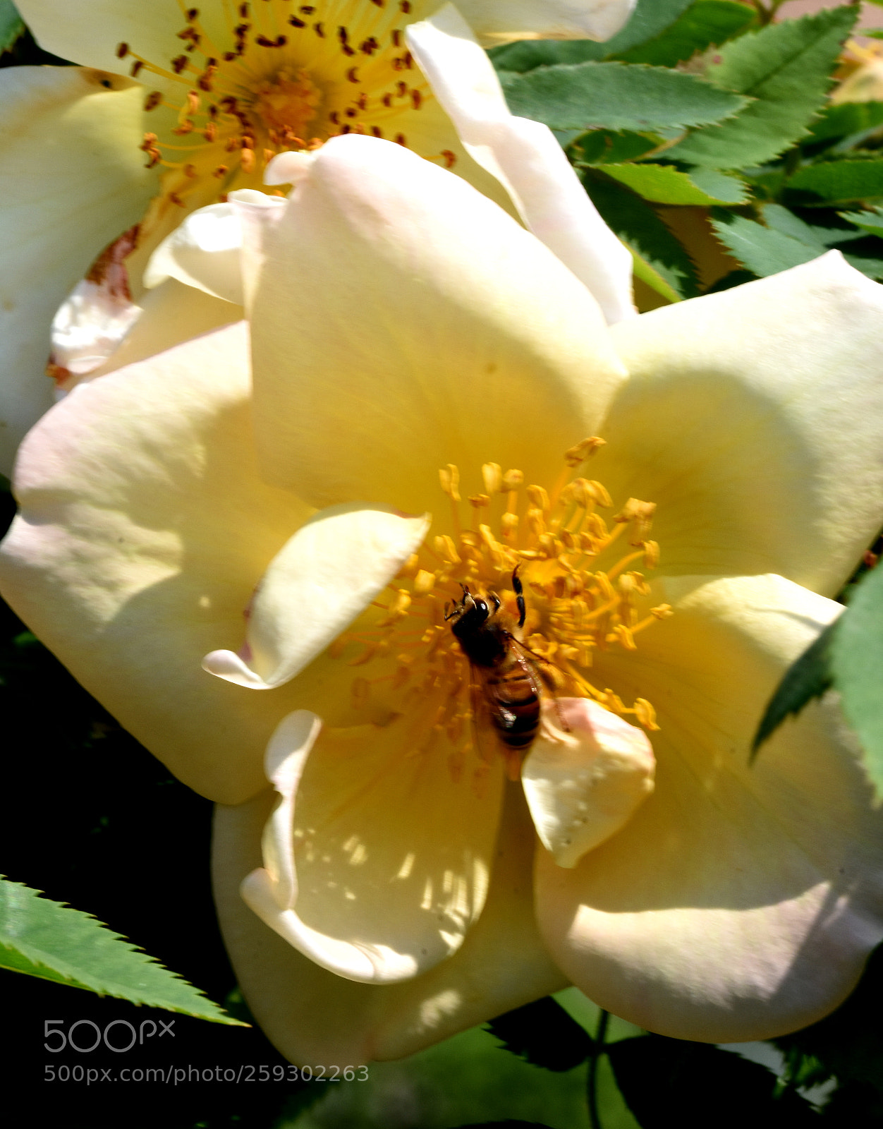 Nikon D7200 sample photo. Chateau flowers and bees photography