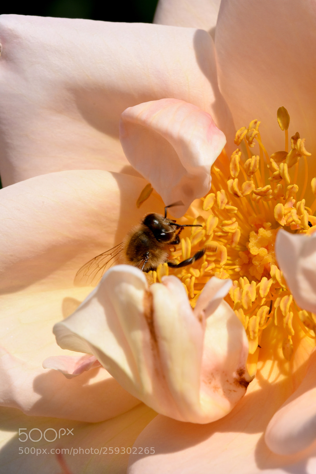 Nikon D7200 sample photo. Chateau flowers and bees photography
