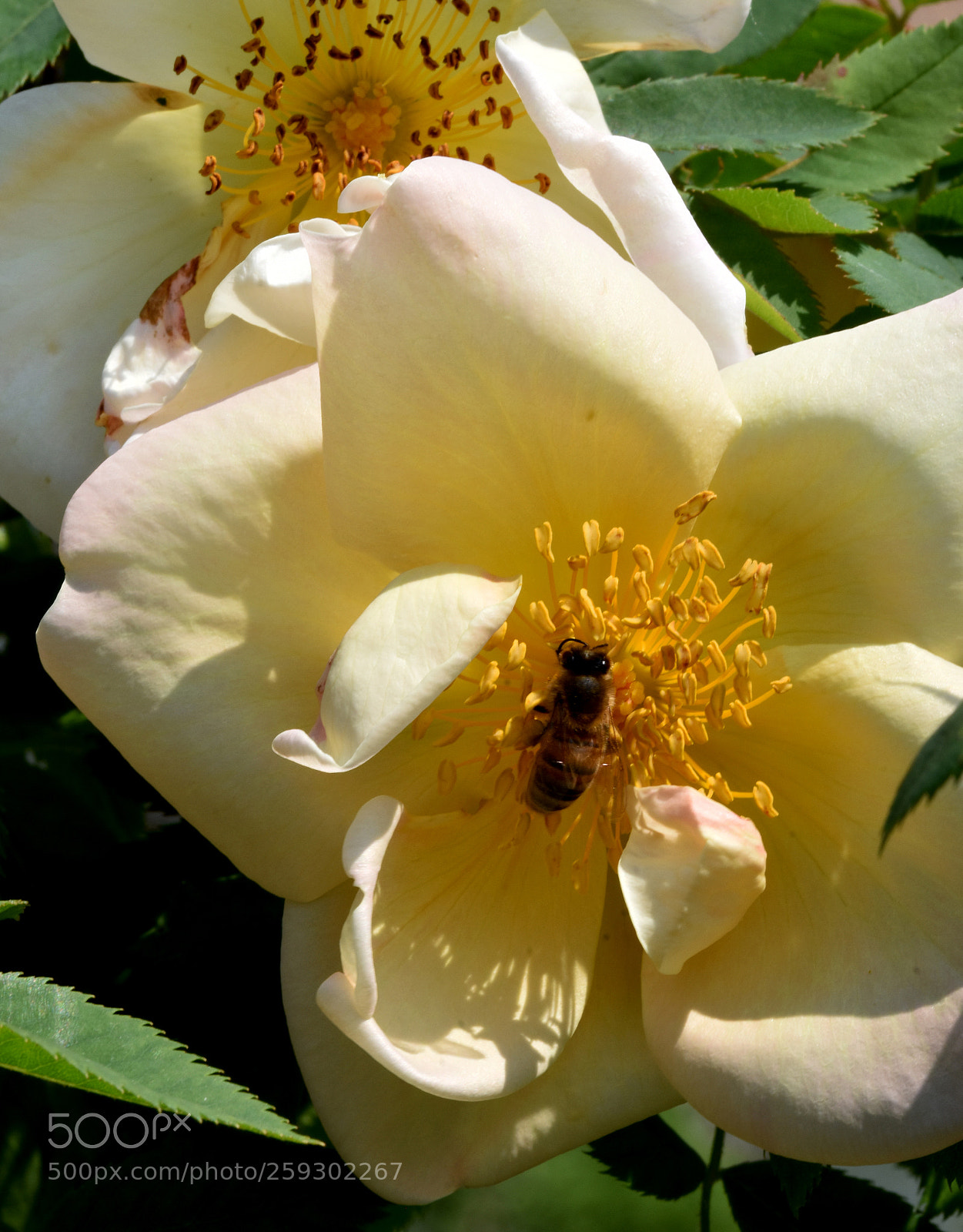Nikon D7200 sample photo. Chateau flowers and bees photography