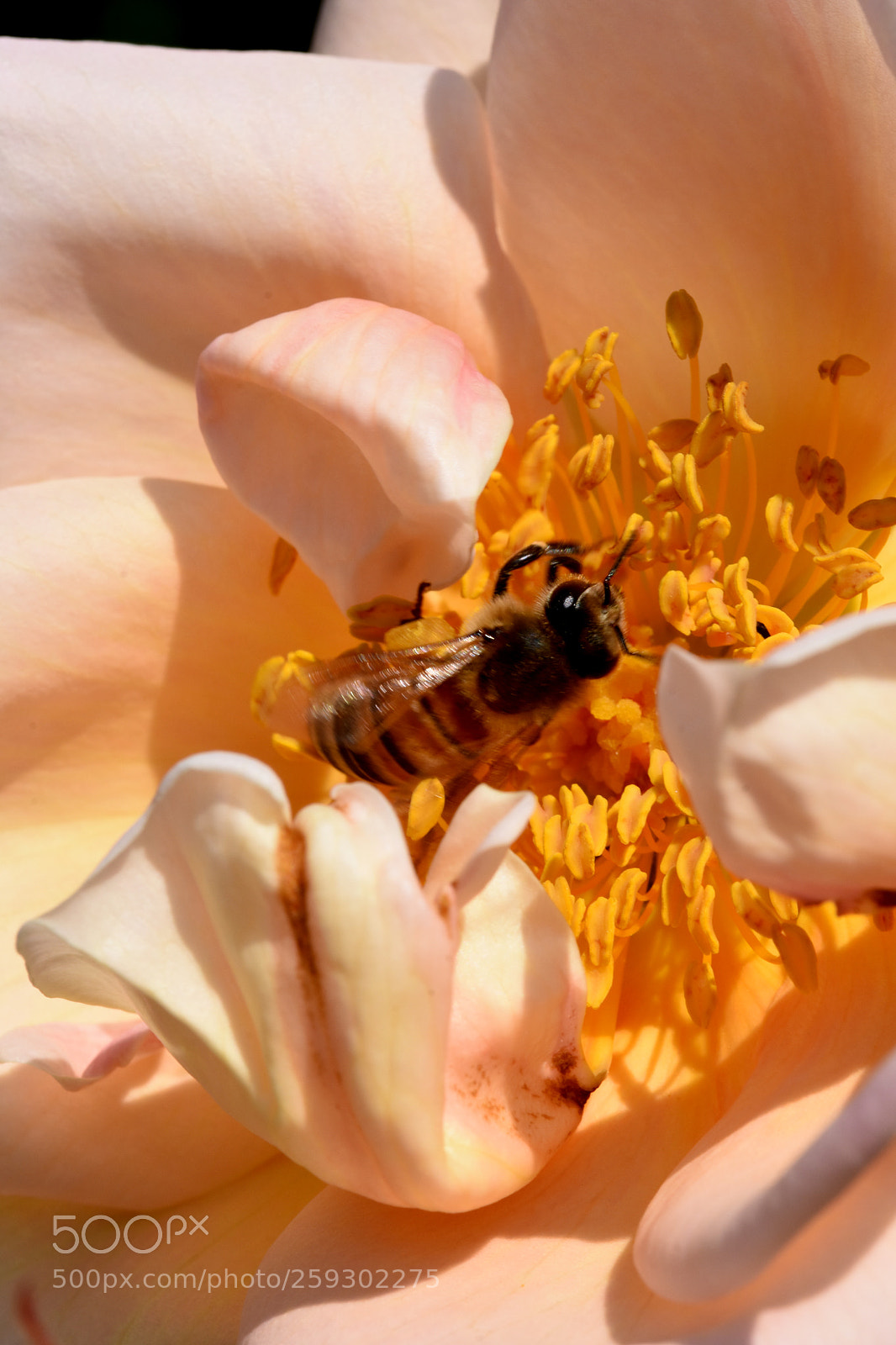 Nikon D7200 sample photo. Chateau flowers and bees photography