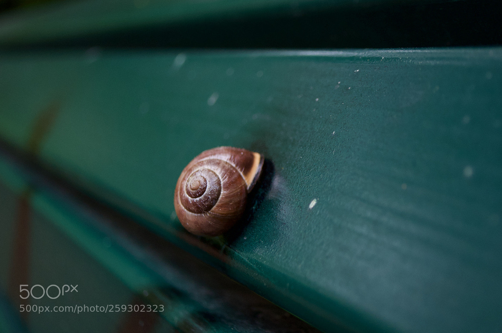Nikon D5000 sample photo. Snail on a bench. photography