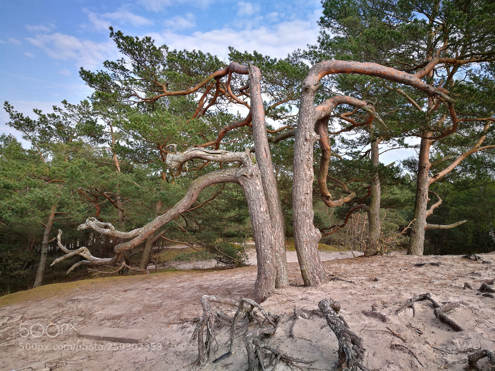 HUAWEI P9 sample photo. Dancing trees photography