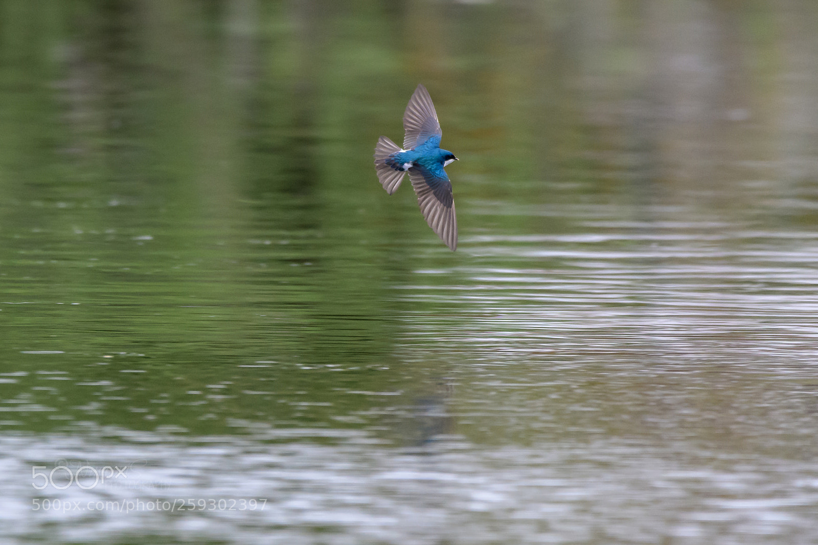 Nikon D500 sample photo. Blue bunting photography