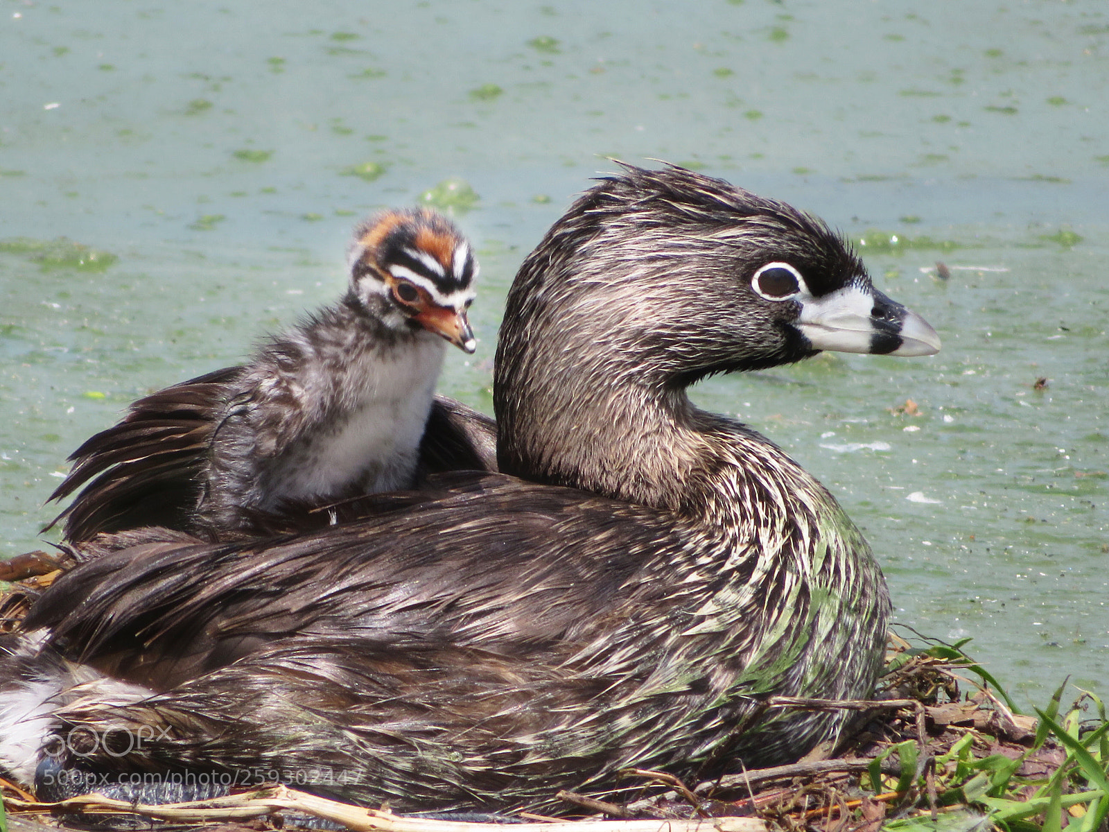 Canon PowerShot SX720 HS sample photo. Standing piggyback photography