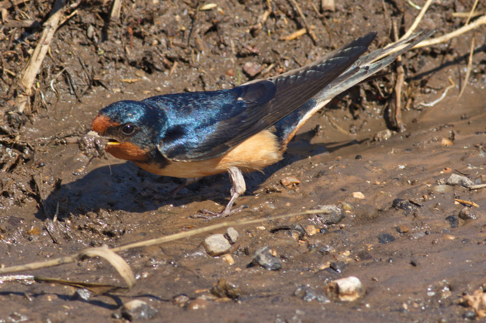 Canon EOS 7D Mark II + Canon EF 400mm F5.6L USM sample photo. Best mud in town photography