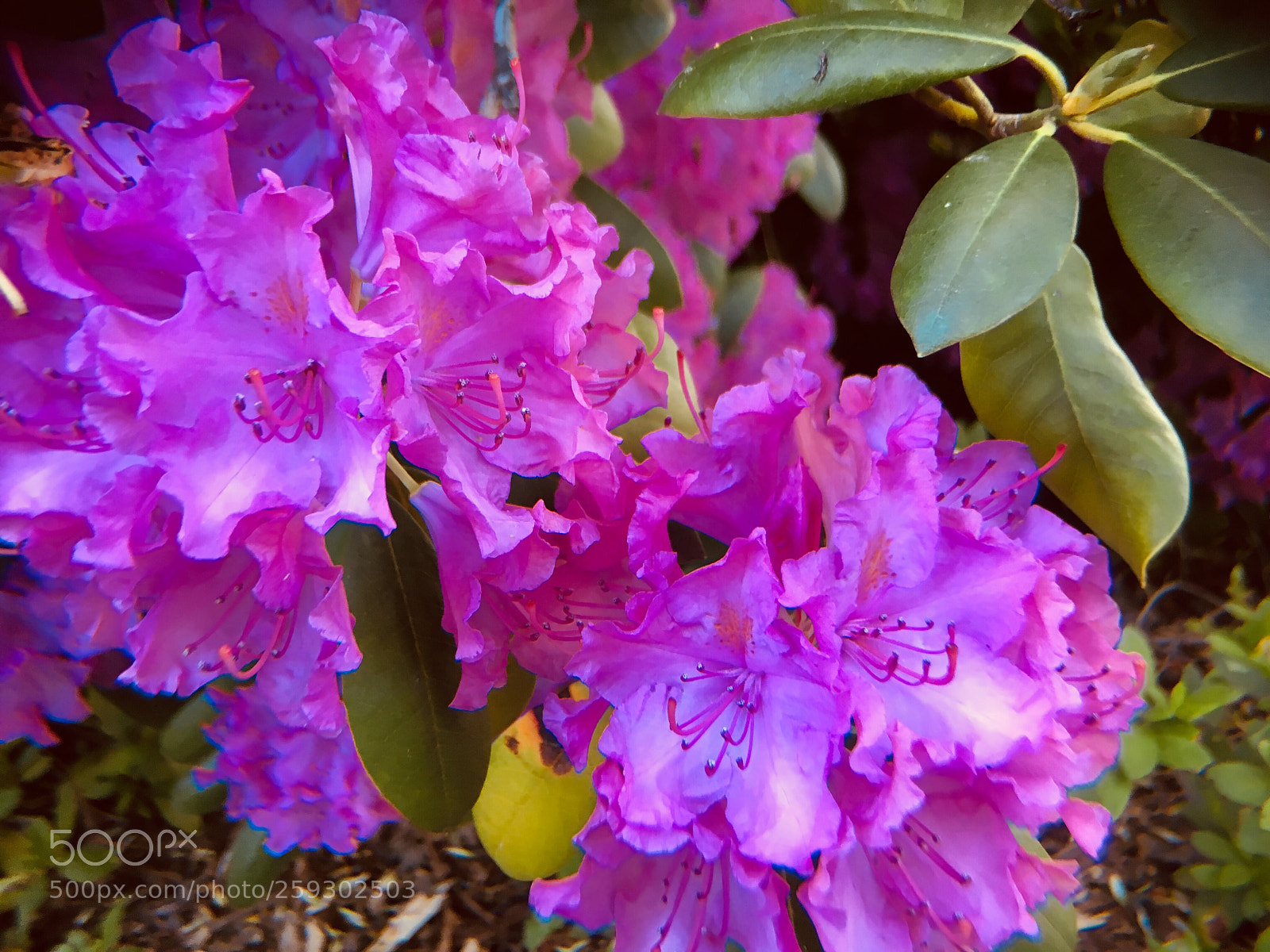 Apple iPhone 6s sample photo. Flowers photography