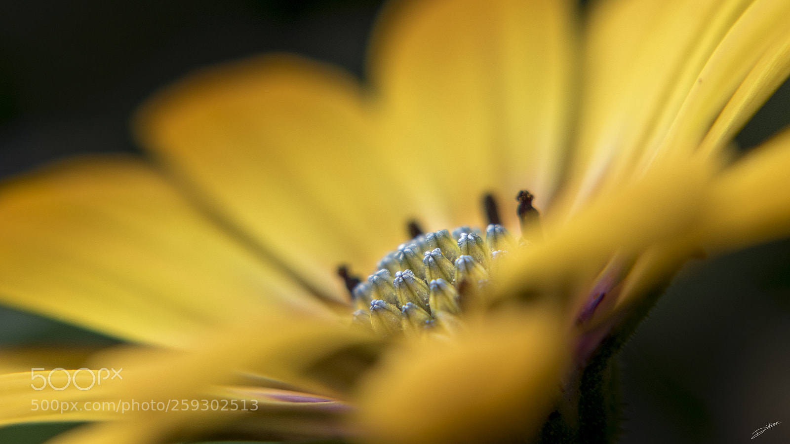 Nikon D5500 sample photo. *** flowers *** photography