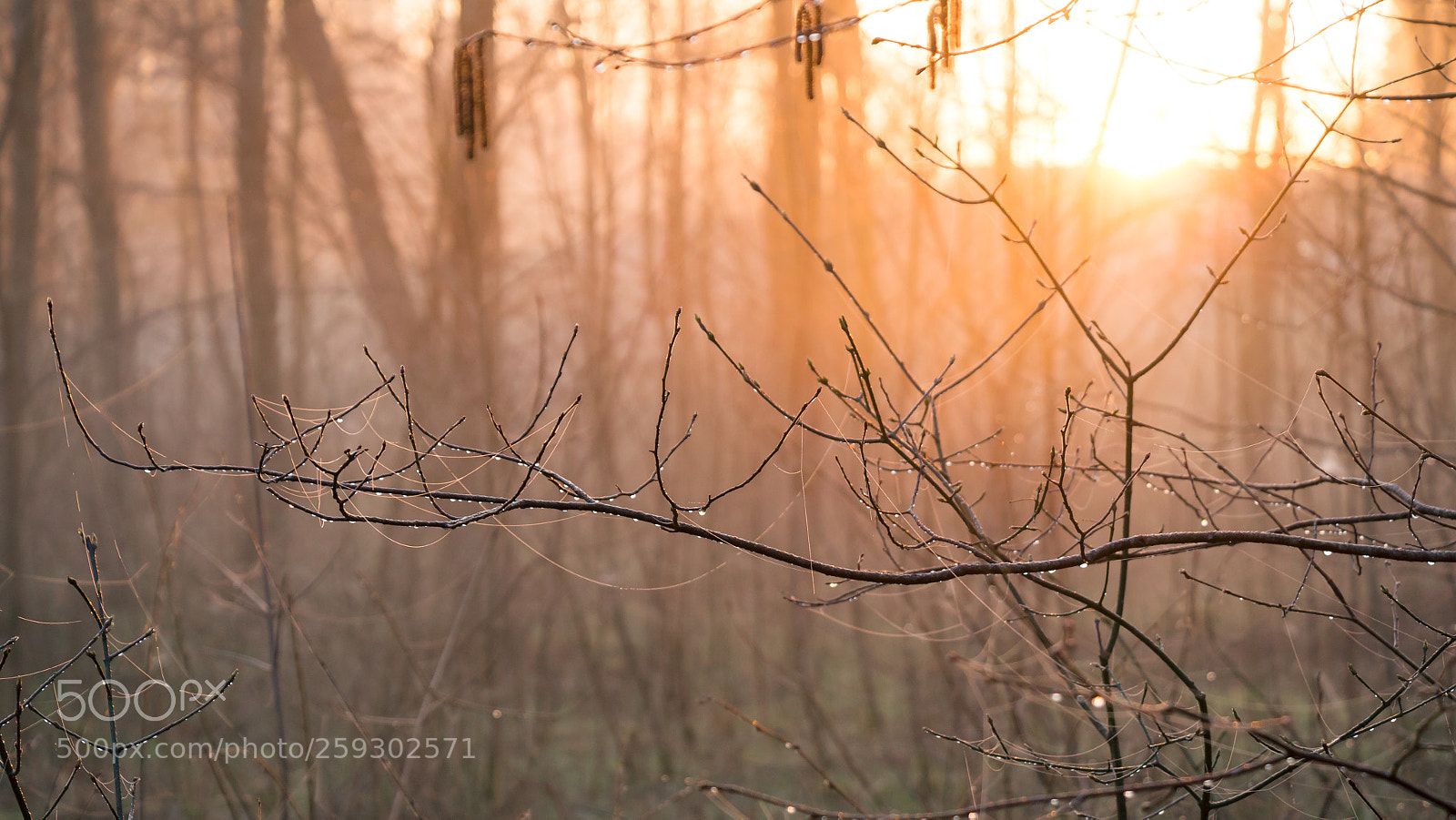Canon EOS 650D (EOS Rebel T4i / EOS Kiss X6i) sample photo. Spring morning photography
