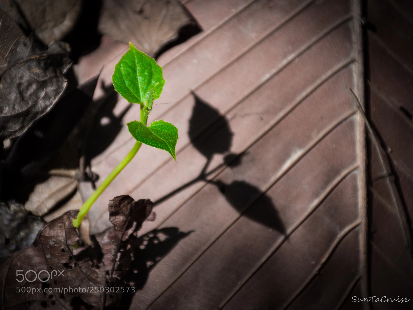 Nikon D7200 sample photo. Little tree photography