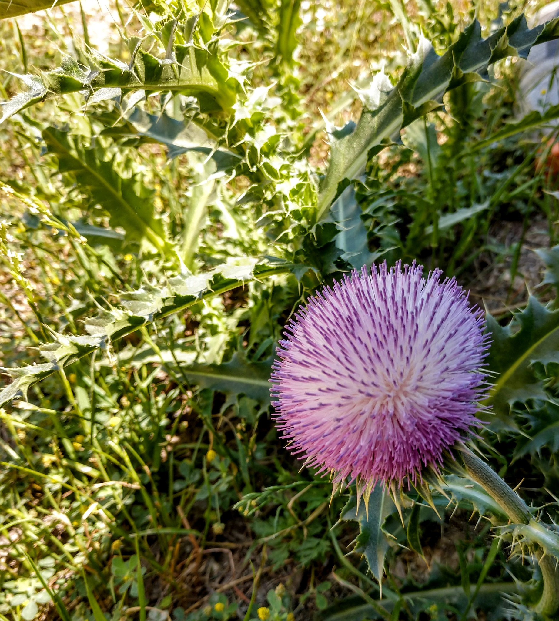 Motorola Moto Z (2) sample photo. Wild flower photography