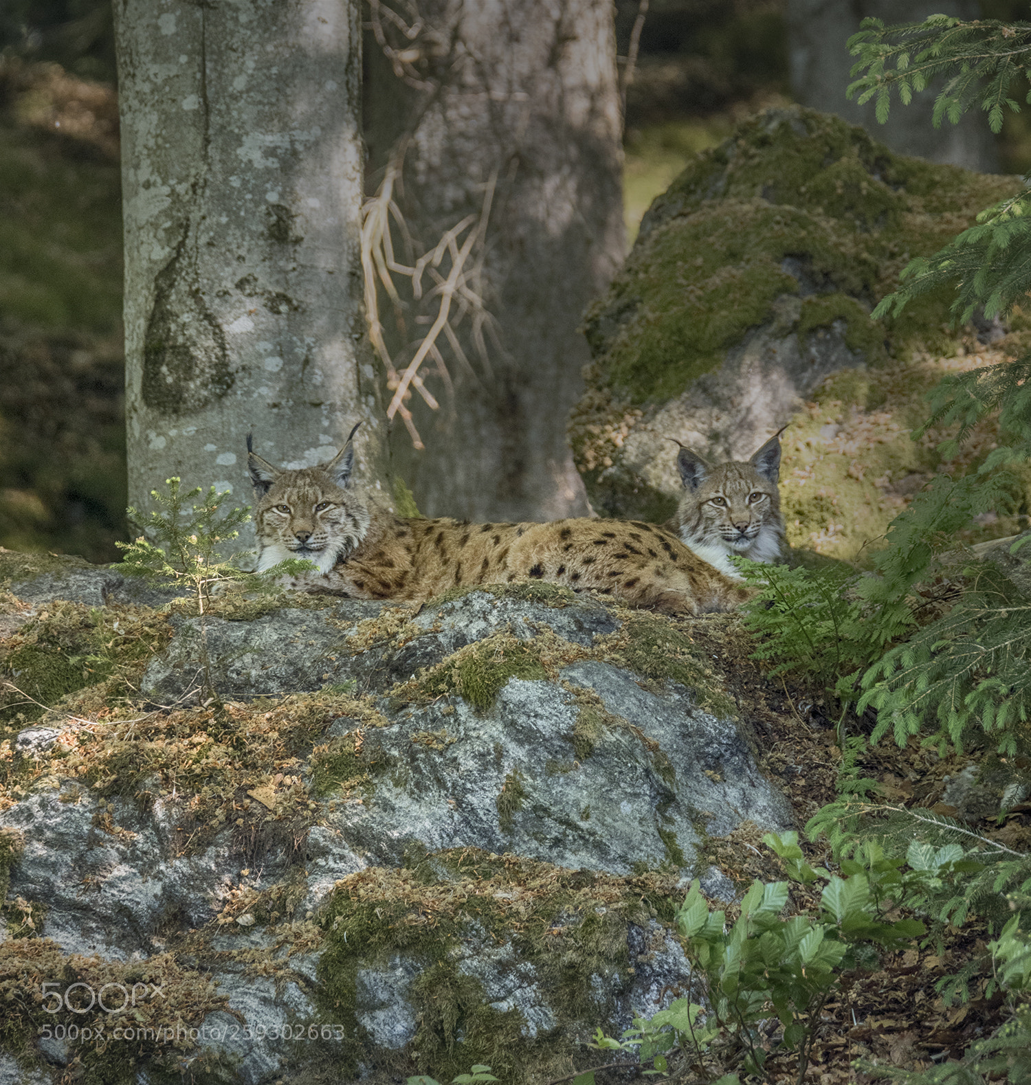 Nikon D810 sample photo. Lynx photography