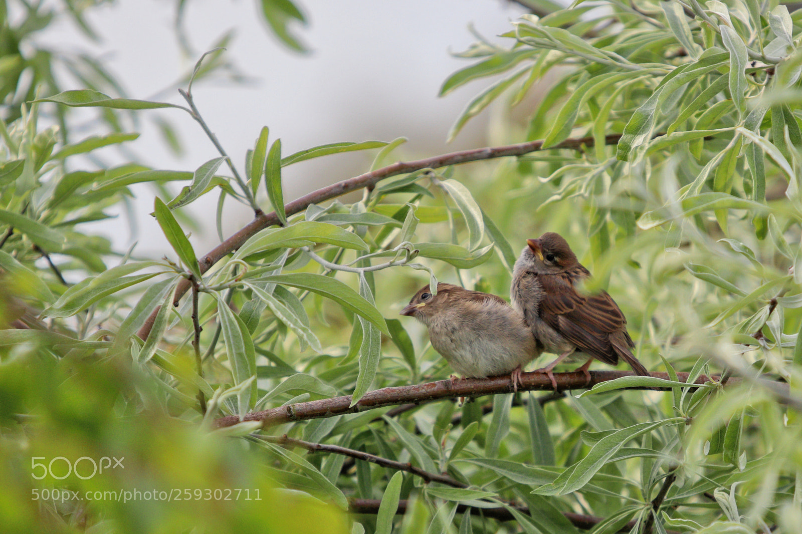 Canon EOS 80D sample photo. Birds of a feather photography