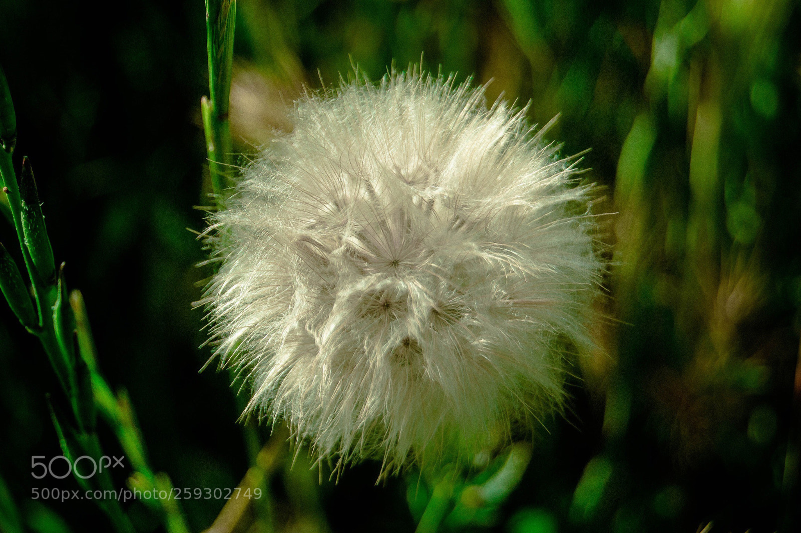 Nikon D3100 sample photo. Macro photography