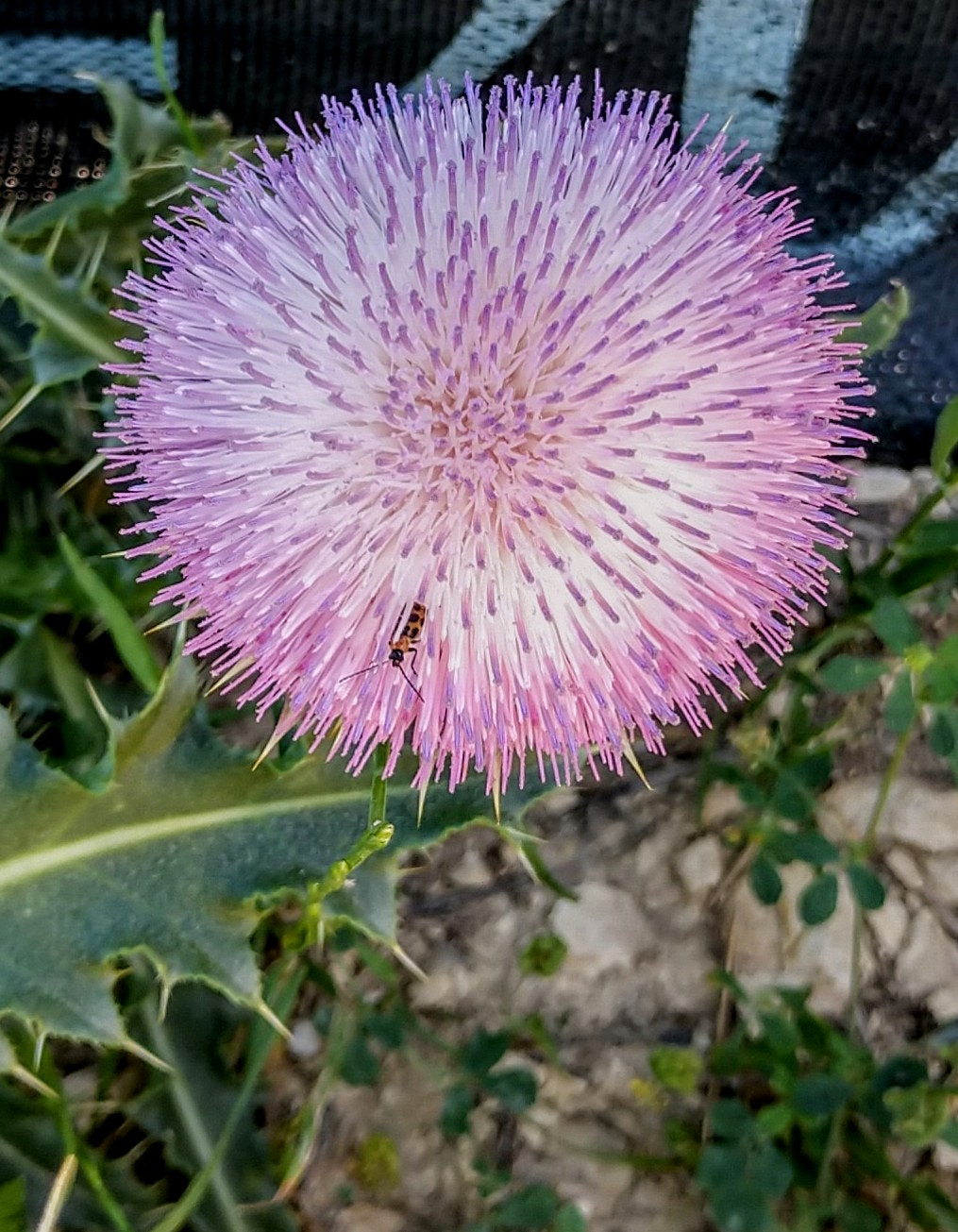 Motorola Moto Z (2) sample photo. Beattle in a bed of petals. photography