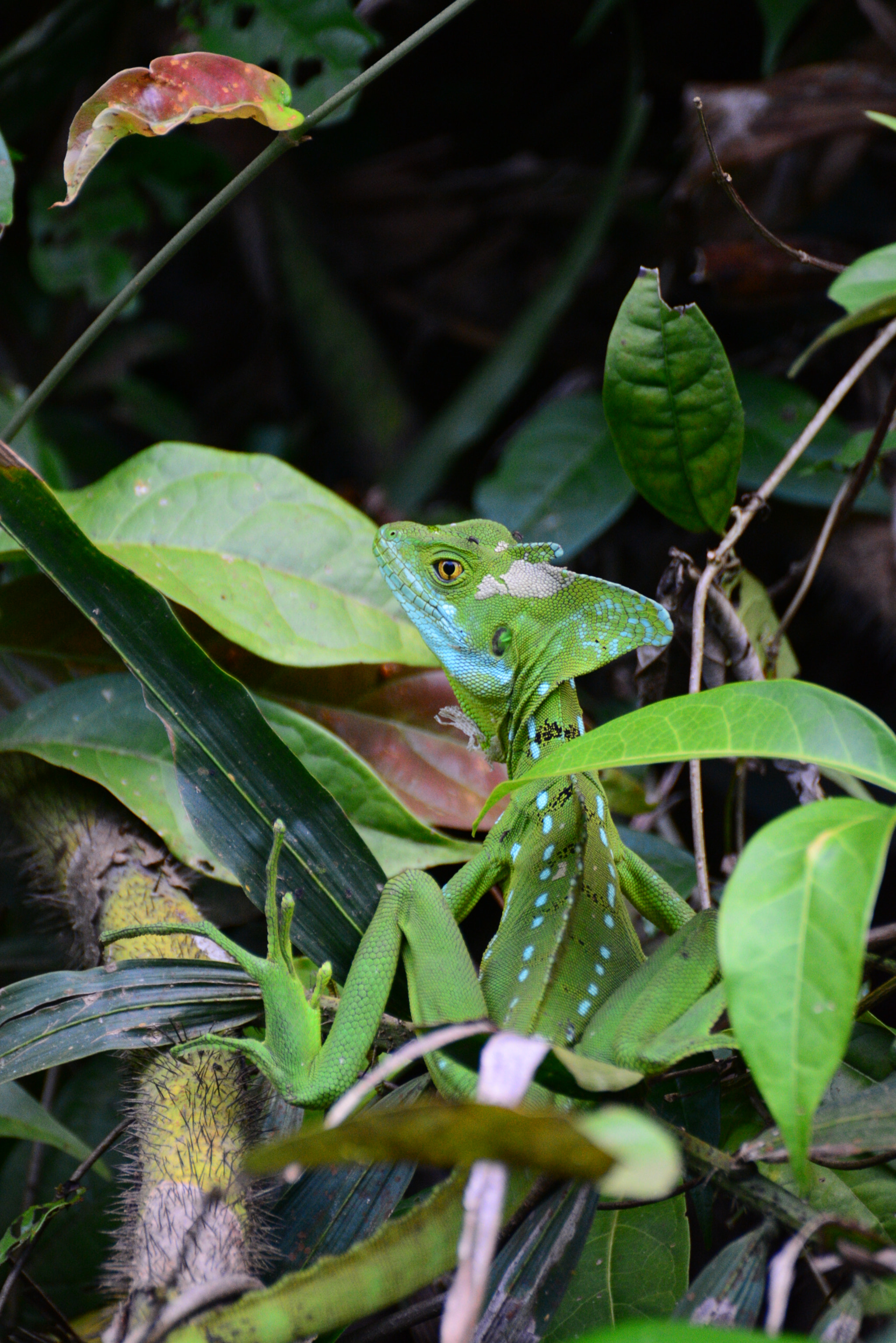 Nikon D5200 sample photo. Basilic lezard jesus photography