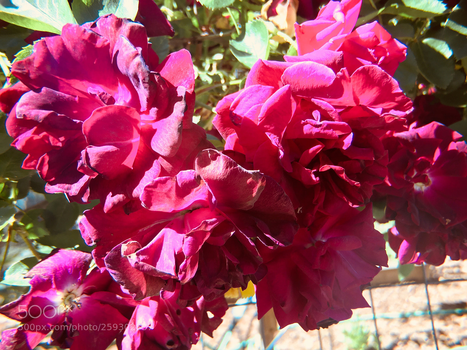Apple iPhone 6s sample photo. Cool flowers photography