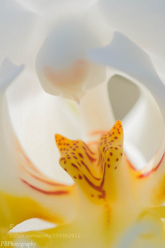 Nikon D7100 sample photo. Orchidee photography