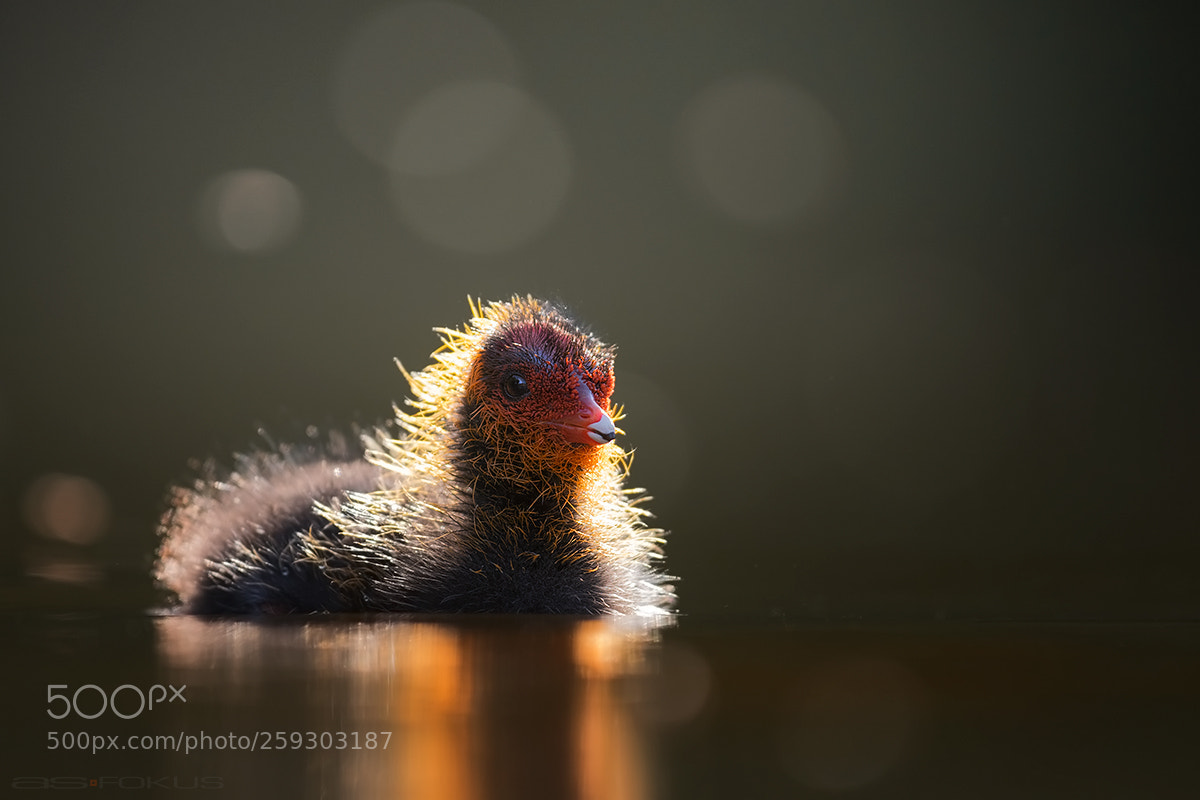 Canon EOS 7D Mark II sample photo. Little coot photography
