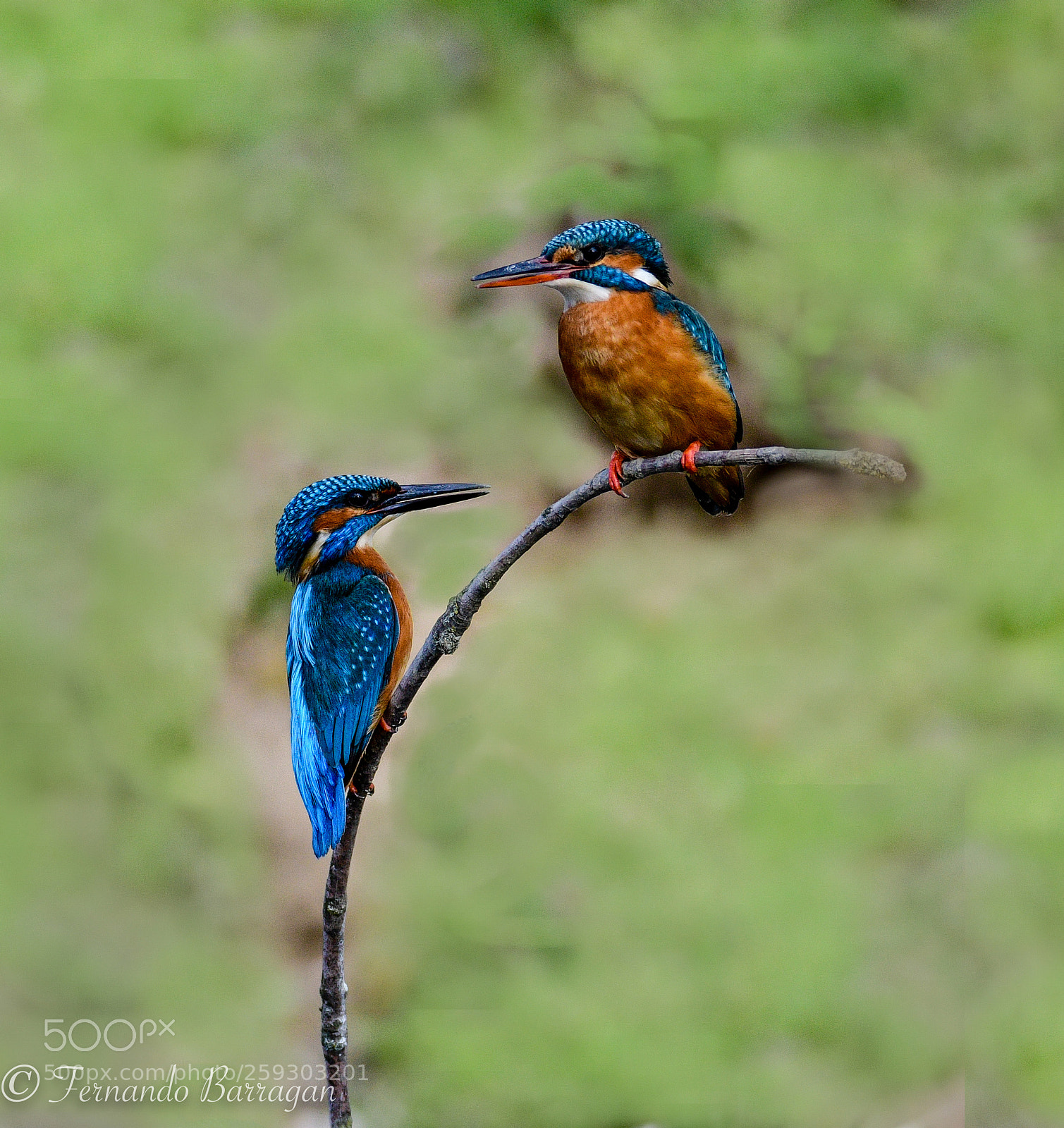 Nikon D500 sample photo. Kingfisher and his wife photography