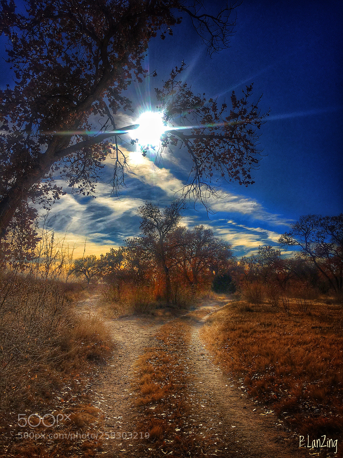 Apple iPhone 6s sample photo. Bosque trail, albuquerque, new photography