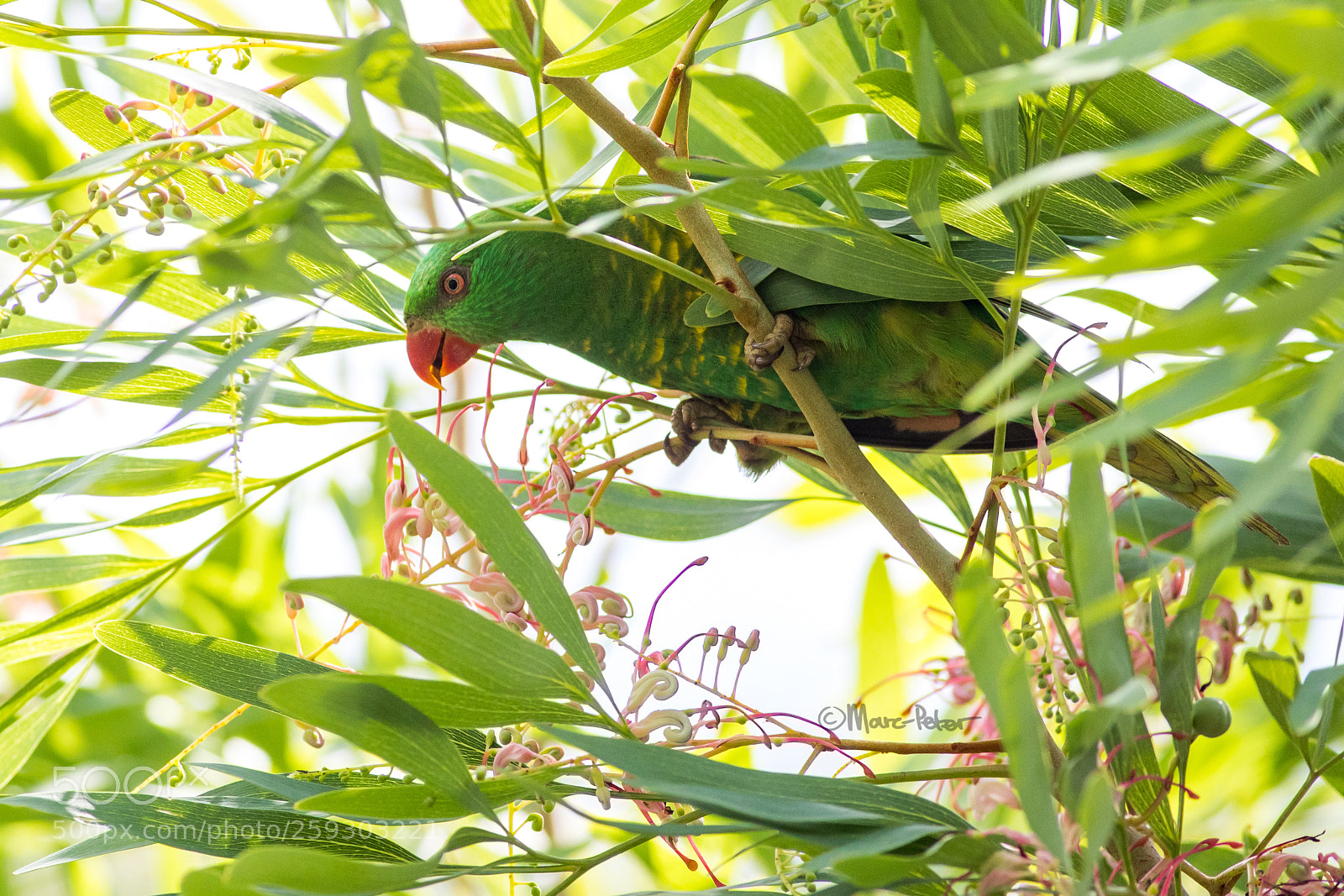 Canon EOS 5D Mark IV sample photo. Green green green photography