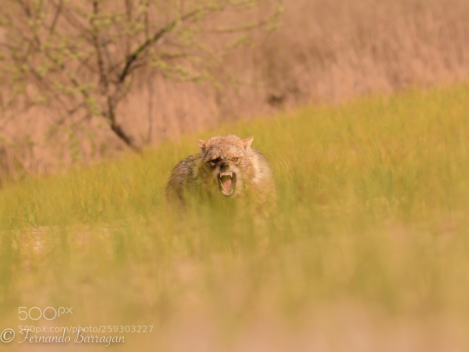 Nikon D500 sample photo. Chacal de frente y photography