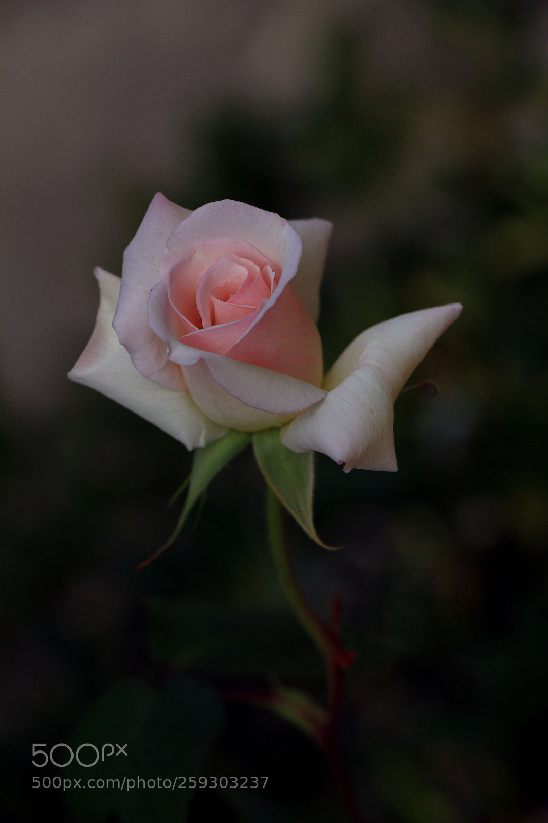 Canon EOS 60D sample photo. Untitled photography