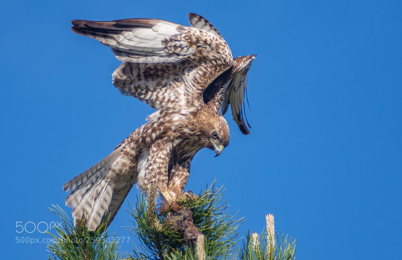Nikon D7200 sample photo. Red tailed hawk with photography