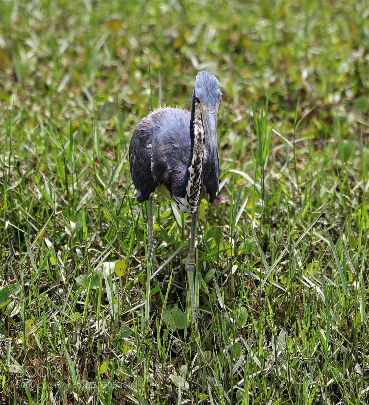 Canon EOS-1D X Mark II sample photo. 05-24-18-0019556.jpg photography