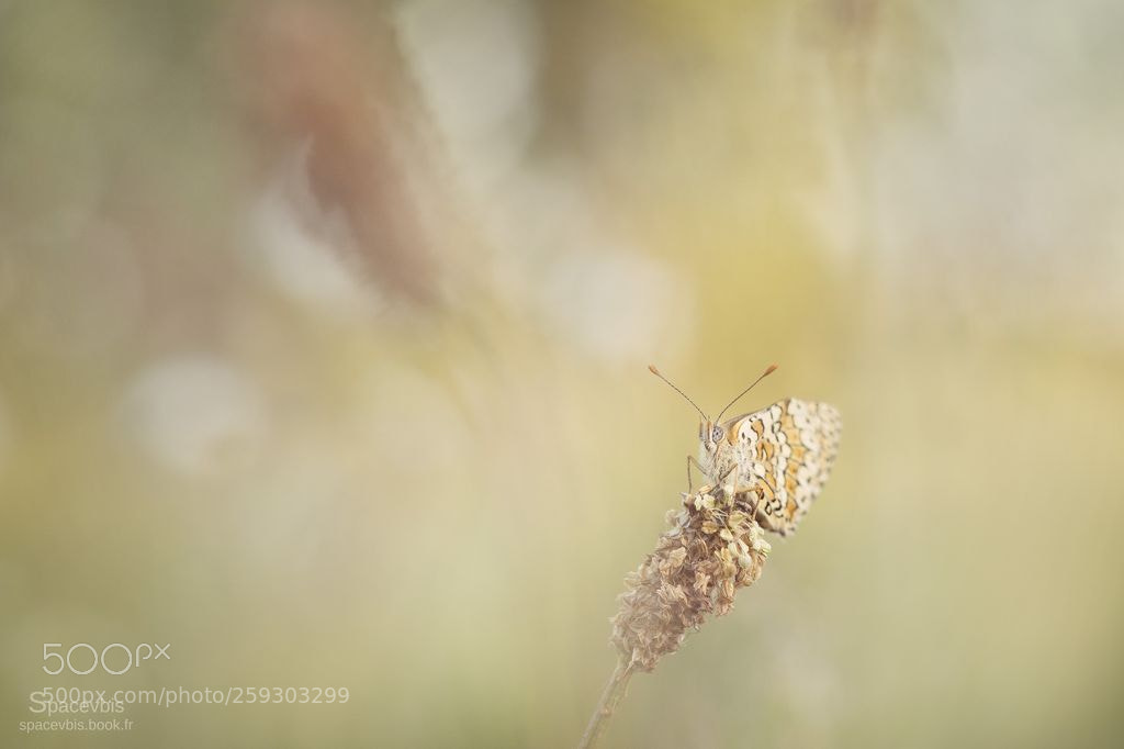 Nikon D7100 sample photo. Butterfly in may photography