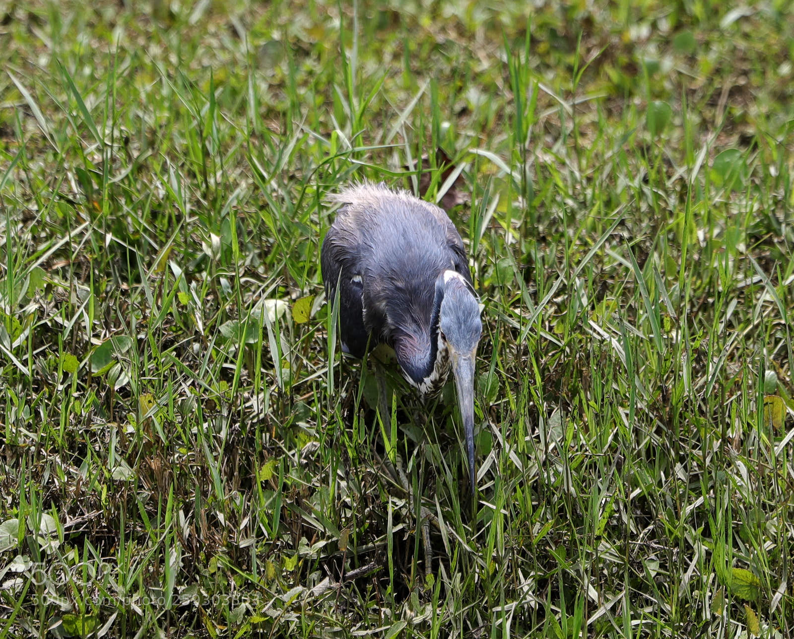 Canon EOS-1D X Mark II sample photo. 05-24-18-0019553.jpg photography