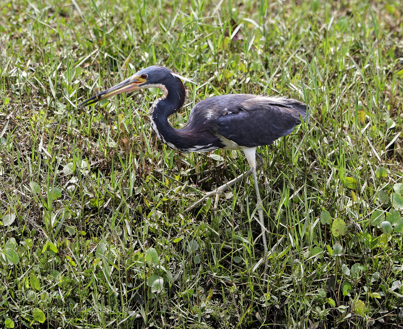 Canon EOS-1D X Mark II sample photo. 05-24-18-0019551.jpg photography