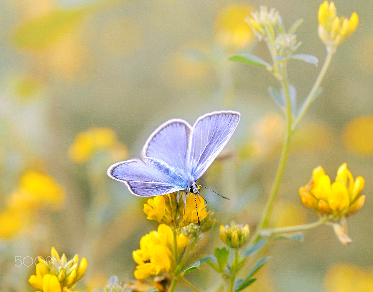 Nikon AF Micro-Nikkor 60mm F2.8D sample photo. Bf photography