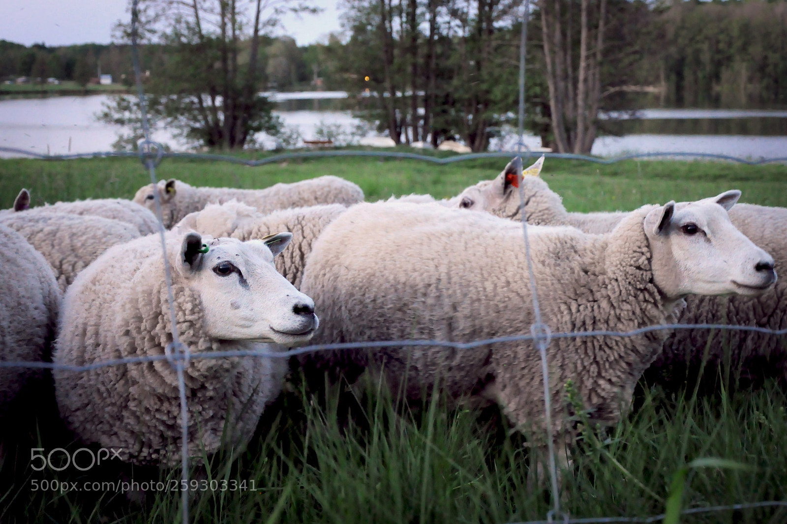 Nikon D5000 sample photo. Curious sheep photography