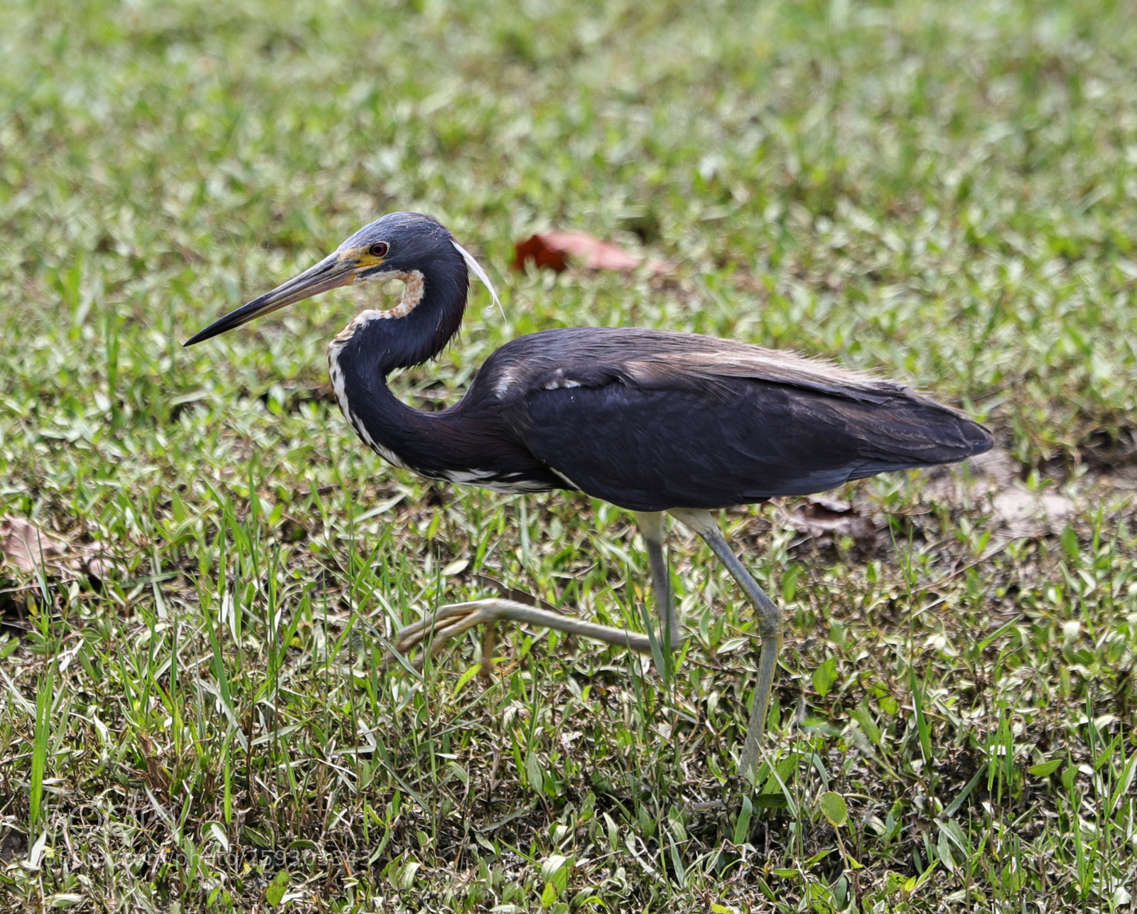 Canon EOS-1D X Mark II sample photo. 05-24-18-0019549.jpg photography