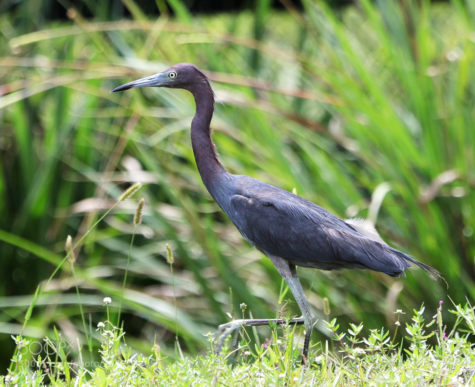Canon EOS-1D X Mark II sample photo. 05-24-18-0019547.jpg photography