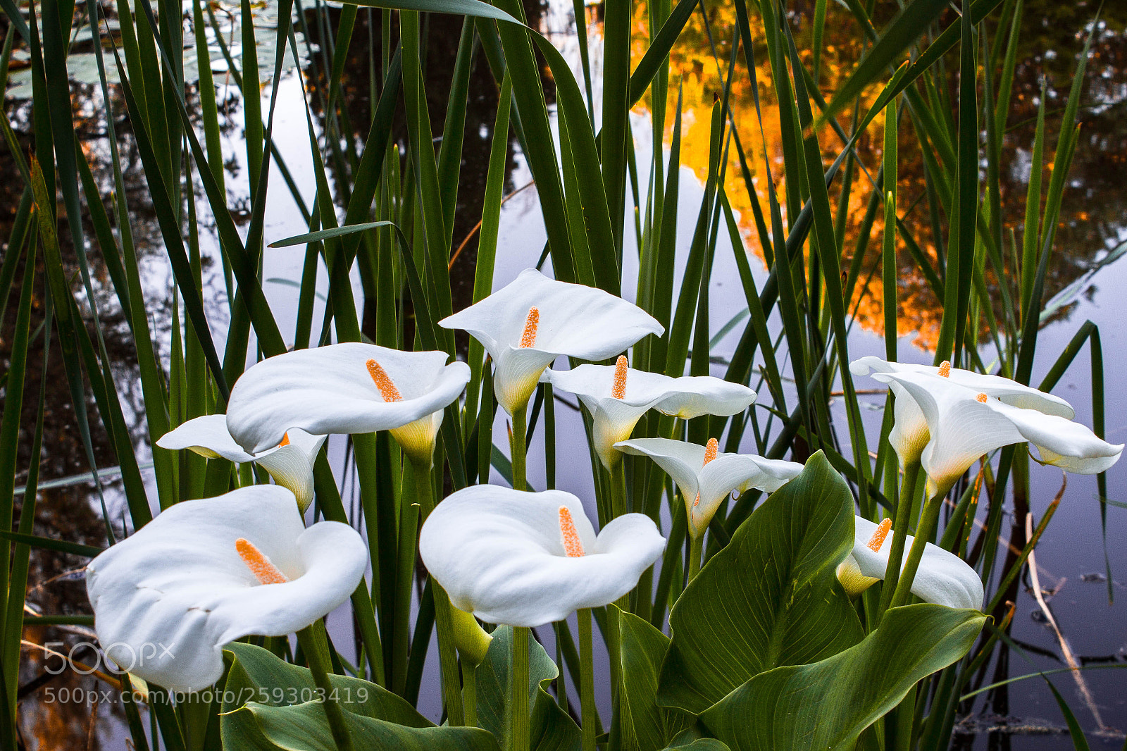 Canon EOS 1200D (EOS Rebel T5 / EOS Kiss X70 / EOS Hi) sample photo. Zantedeschia aethiopica photography