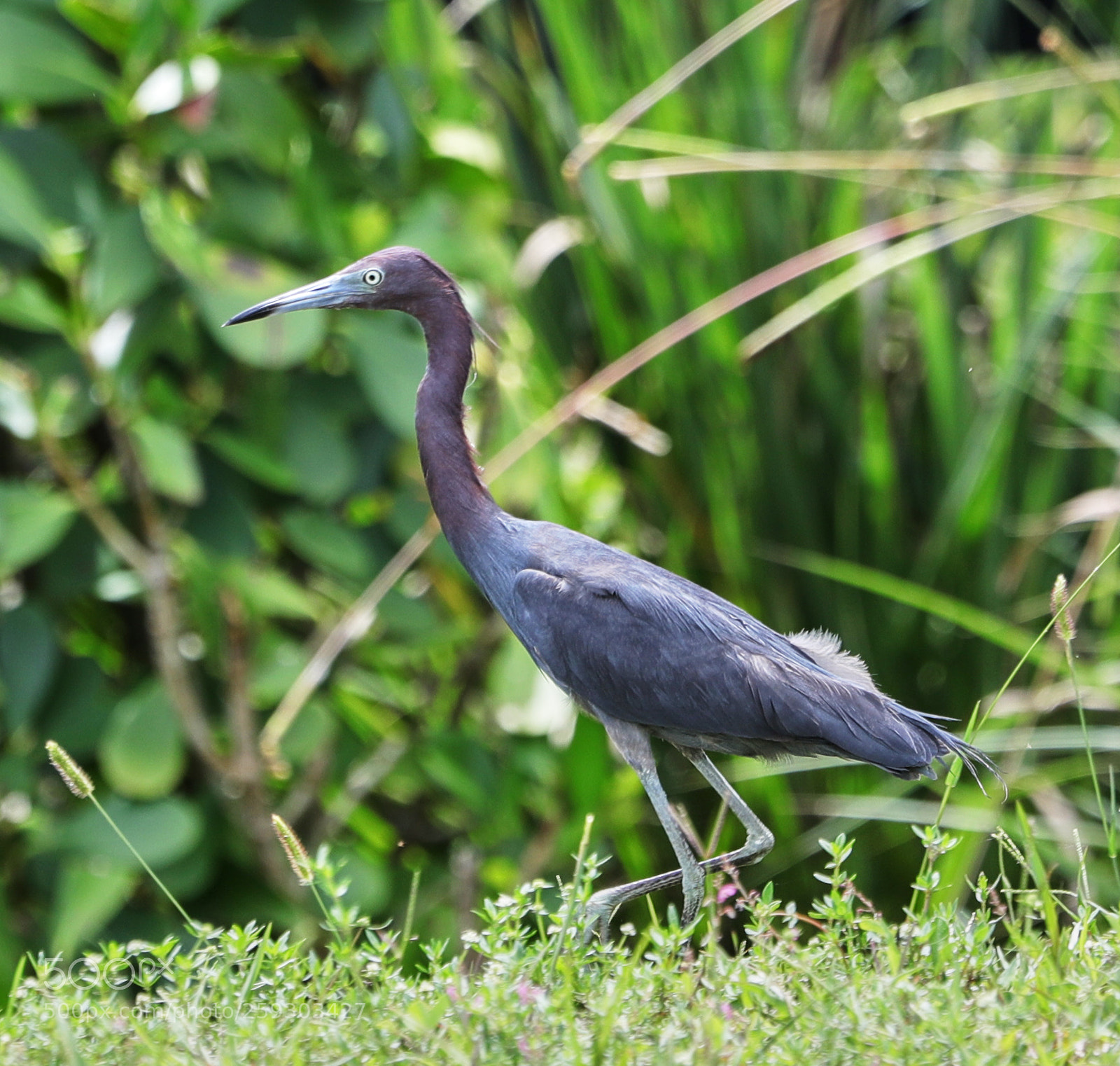 Canon EOS-1D X Mark II sample photo. 05-24-18-0019546.jpg photography