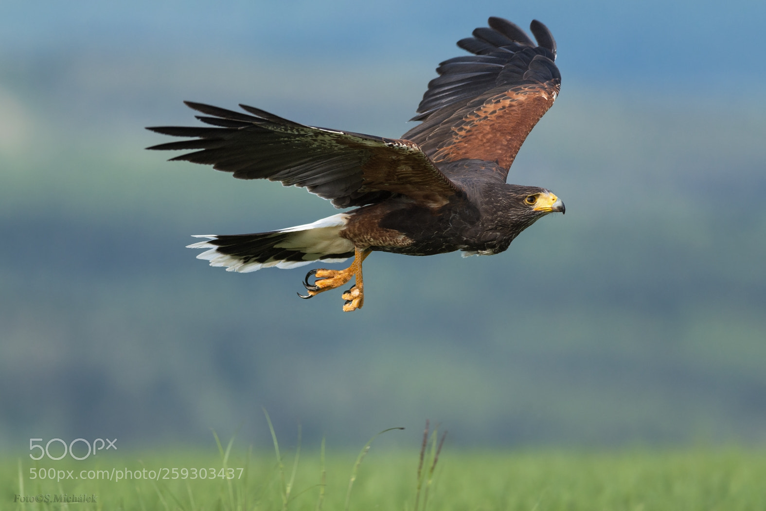 Nikon D7200 sample photo. Harris's hawk photography