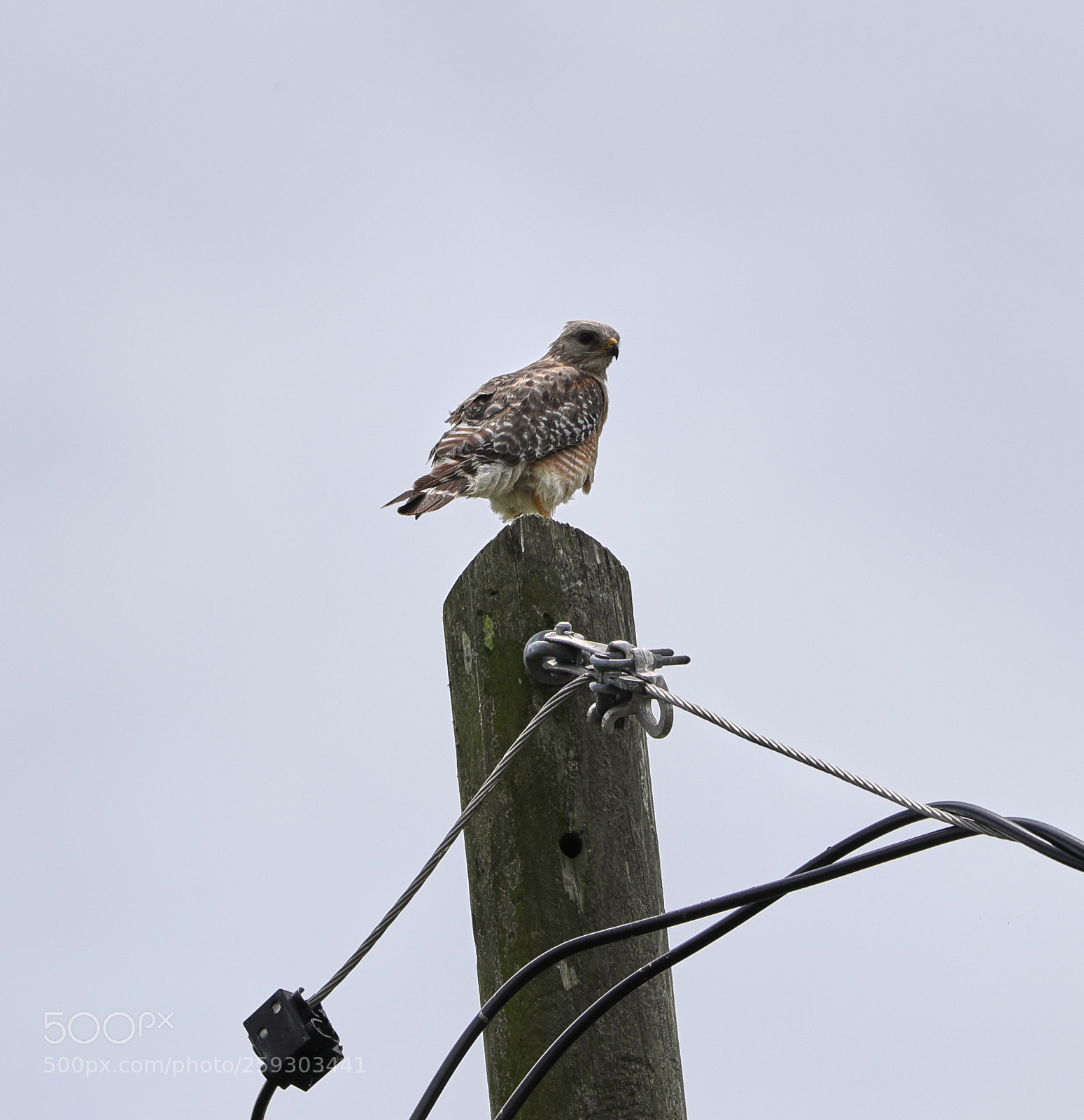Canon EOS-1D X Mark II sample photo. 05-24-18-0019545.jpg photography
