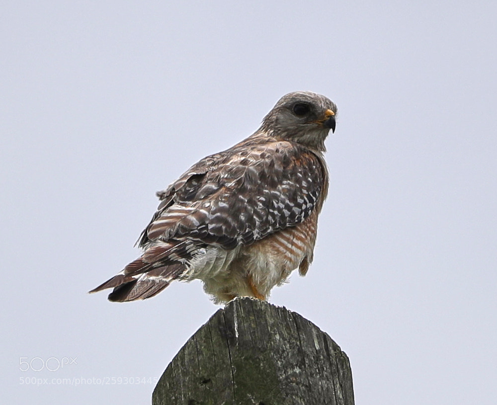 Canon EOS-1D X Mark II sample photo. 05-24-18-0019543.jpg photography