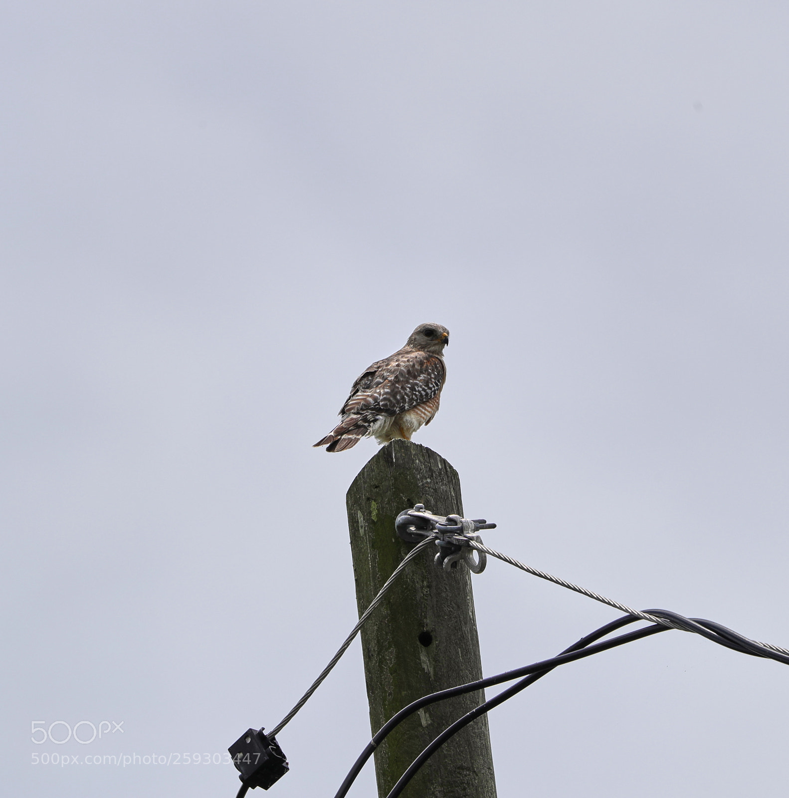 Canon EOS-1D X Mark II sample photo. 05-24-18-0019541.jpg photography