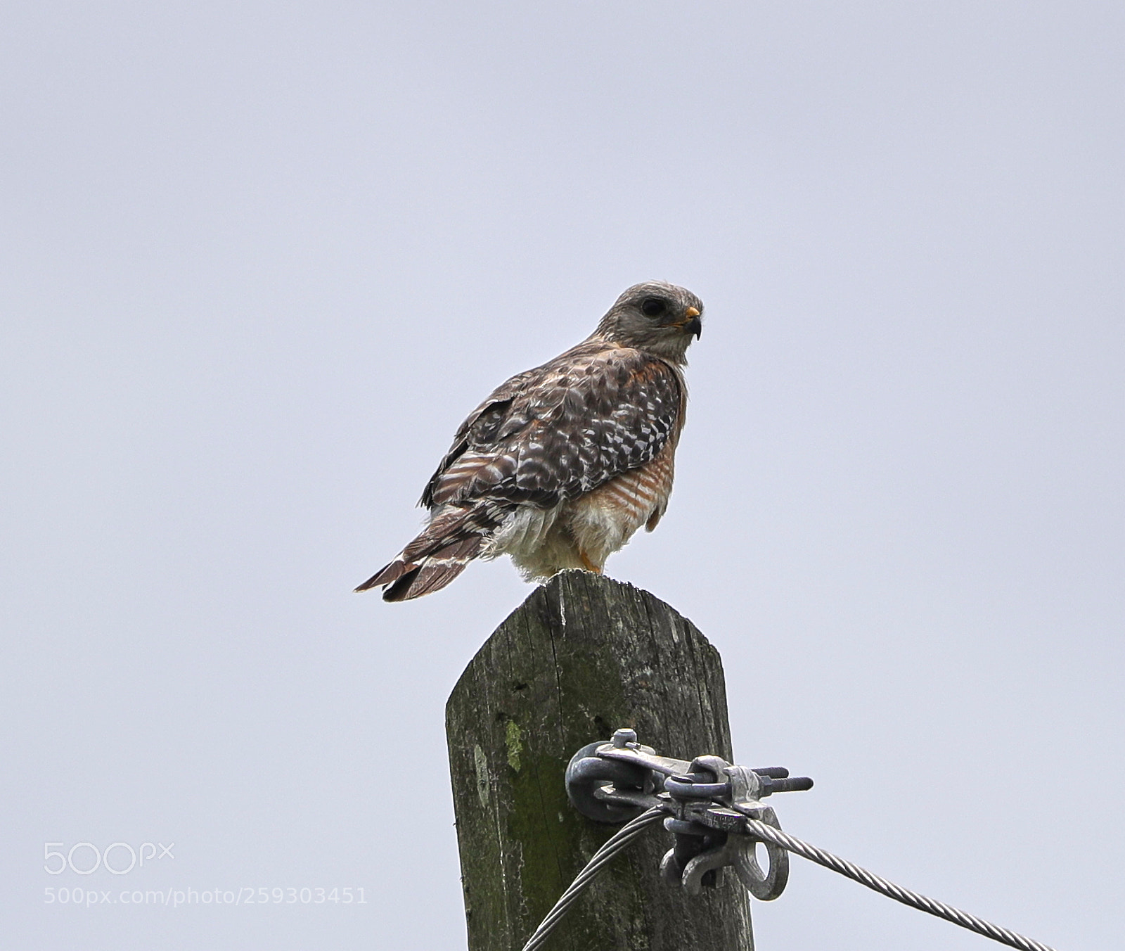 Canon EOS-1D X Mark II sample photo. 05-24-18-0019542.jpg photography