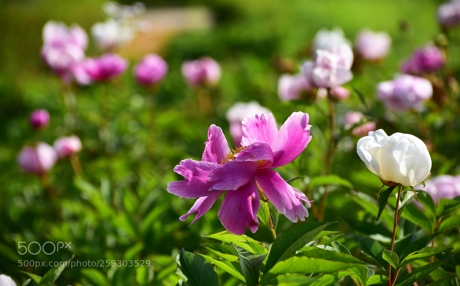 Nikon D810 sample photo. Untitled photography