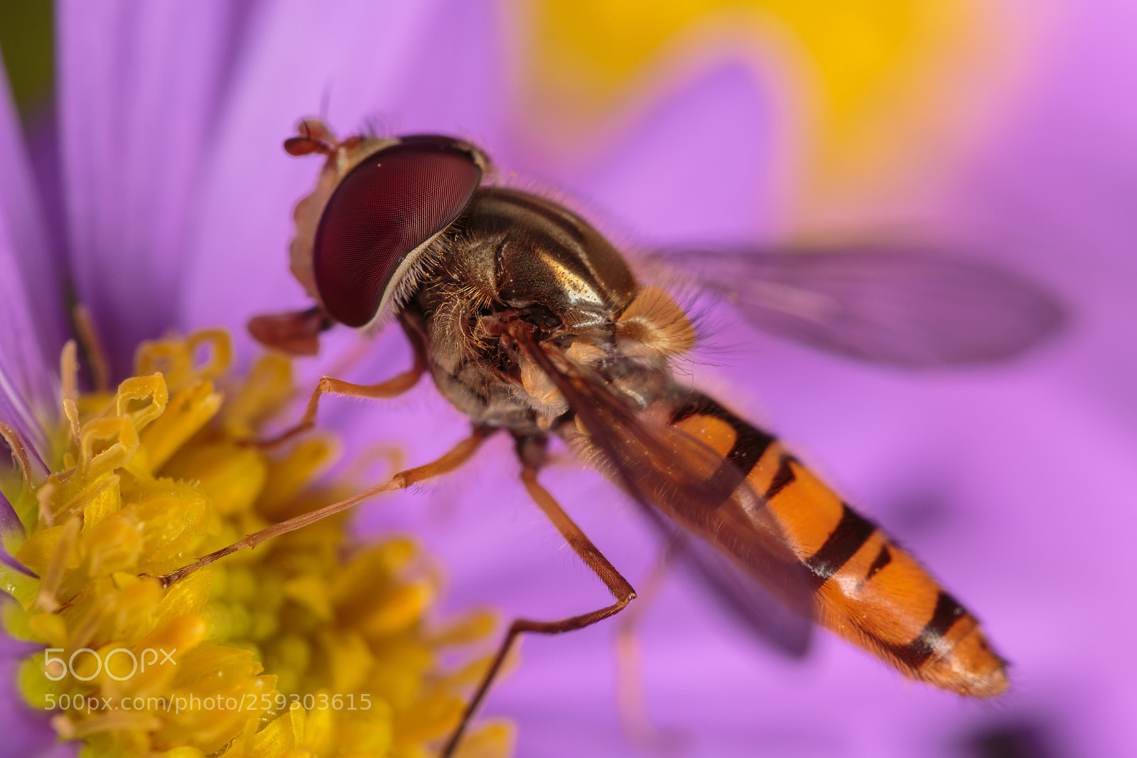 Canon EOS 70D sample photo. Hoverfly on a purple photography