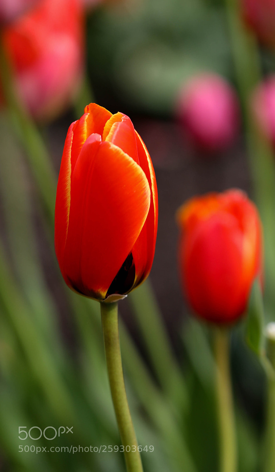 Canon EOS 5D Mark IV sample photo. Red tulip photography