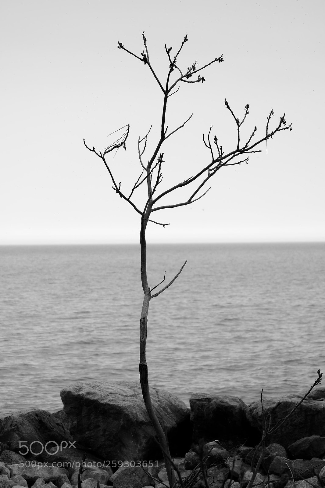 Fujifilm X-T20 sample photo. Late bloomer photography