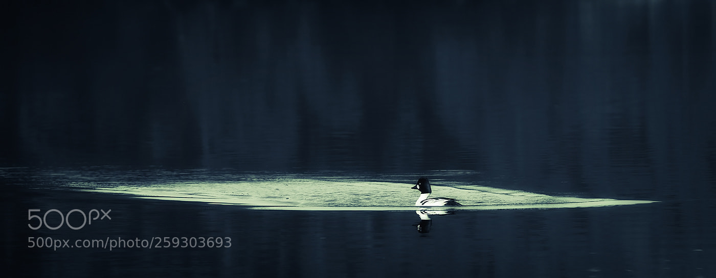 Canon EOS 5D Mark IV sample photo. Common goldeneye photography