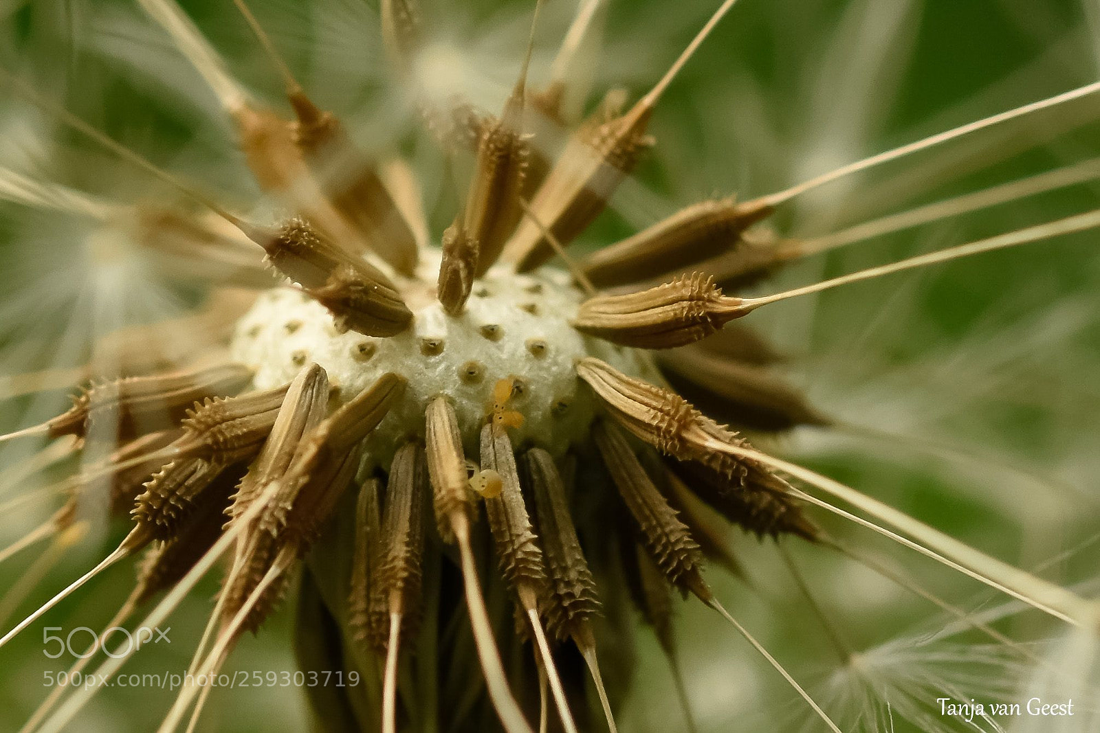 Nikon D5500 sample photo. Fadded dandelion with collembola photography